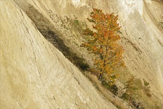 Colourful maple tree growing on chalk cliffs