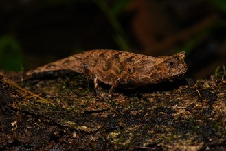 Brown leaf chameleon
