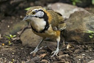 Lesser necklaced laughingthrush