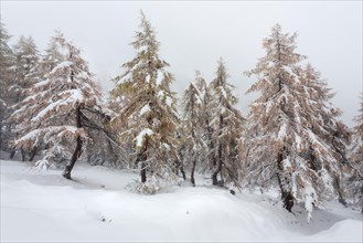 Larch forest in autumn colors in snow