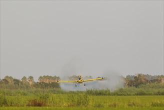 Crop duster plane flying low while spraying an anti mosquito substance onto the rice fields