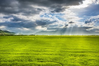 Green rice paddy fields