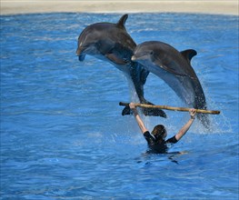 Dolphin show