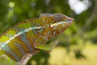 Panther chameleon