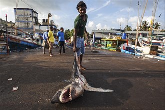 Local young man dragging small Longfin Mako shark