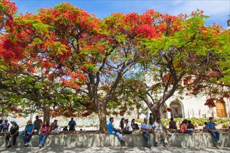 People sitting on a wall under a Flame Tree