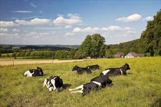 Cows lying on pasture in Elfringhauser Schweiz