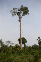 Towering ipe tree