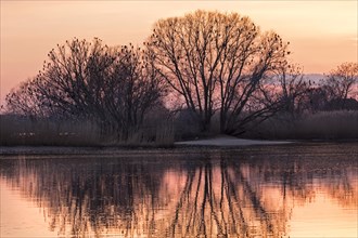 Treetop with cormorants