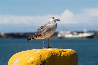 Dominican sea gull