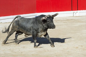 Bullfight in Alcochete