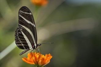 Zebra Longwing or Zebra Heliconian