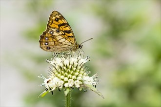 A yellow butterfly is siting on a white flower