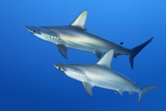Two scalloped hammerhead sharks
