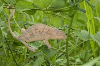 Panther chameleon