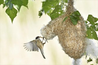 Eurasian penduline tit