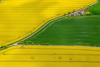 Flowering yellow rape fields