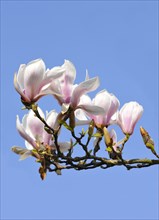 Chinese Magnolia