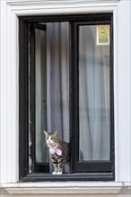 Cat of WikiLeaks founder Julian Assange looks out the window of the Ecuadorian Embassy