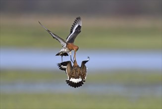 Fighting black-tailed godwits