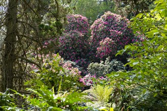 Flowering Rhododendron