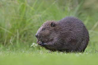 European beaver