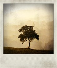 Polaroid effect of trees in countryside