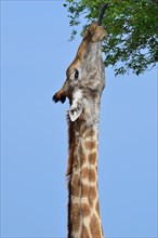 South African giraffe or cape giraffe