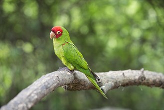 Red-masked parakeet