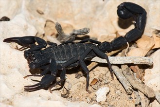 Madagascar Scorpio