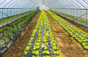 Cultivation of lettuce in the foil tunnel