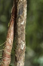 Thanks to coloration and skin fringes along of pine and body perfectly camouflaged leaftail gecko