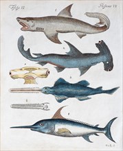 Various predatory fish