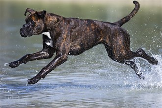 Boxer running in water