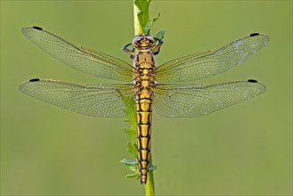 Black-tailed skimmers