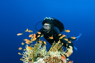 scuba diver swimming near coral reef and looks at a shoal of fish sea goldie