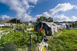 Vegetables growing in tent camp for people who lost homes in 2015 earthquake