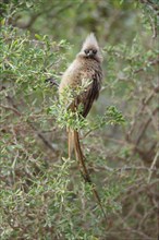 Speckled mousebird