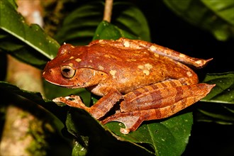 Madagascar brown tree frog