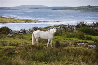 Connemara pony along bay