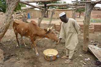 Farmer letting beef lick on a stone with minerals and salt