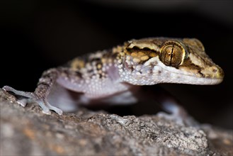 Mocquard's Madagascar Ground Gecko