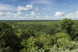 View of jungle from the top of Ek Balam