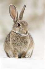 European or common rabbit