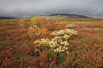 Colourful autumn landscape on the Saltfjellet