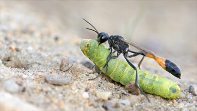 Common Sand Wasp
