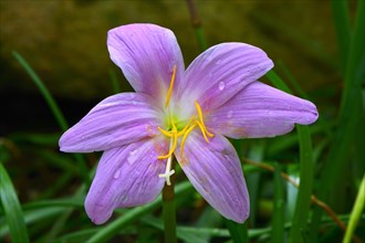 Zephyranthes carinata