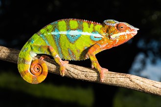 Panther chameleon