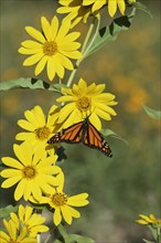 Monarch