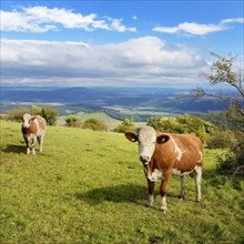 Cattle graze in a meadow